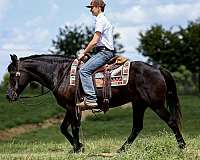 beginner-haflinger-horse