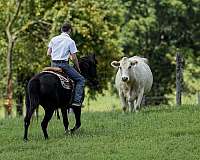 calf-roping-haflinger-horse