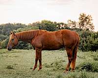 athletic-quarter-horse