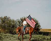beginner-quarter-horse