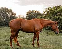 endurance-quarter-horse