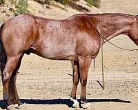 athletic-quarter-horse