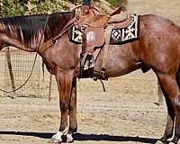 beginner-quarter-horse