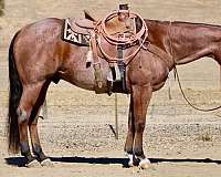 calf-roping-quarter-horse