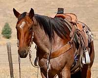 endurance-quarter-horse