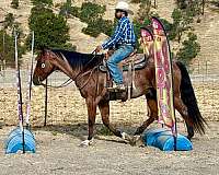 experienced-quarter-horse