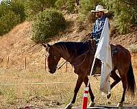 flashy-quarter-horse