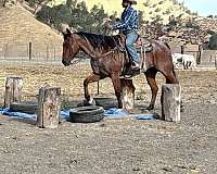 husband-safe-quarter-horse