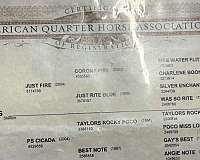 kid-safe-quarter-horse