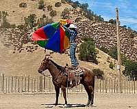performance-quarter-horse