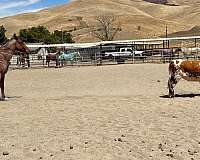 ranch-quarter-horse