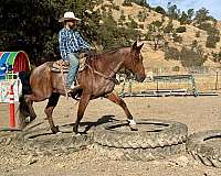 ranch-versatility-quarter-horse