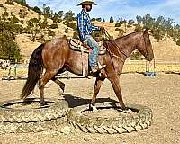 ranch-work-quarter-horse
