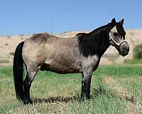 all-around-pony