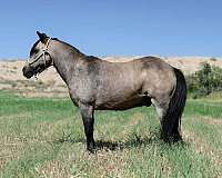 athletic-pony