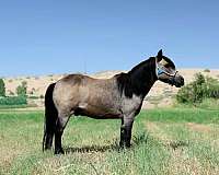 beginner-pony