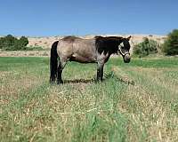 calf-roping-pony