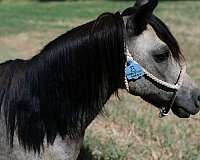 endurance-pony