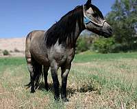 experienced-pony