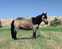 kid-safe-pony
