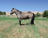 performance-pony