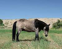 ranch-pony