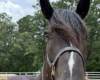 16-hand-quarter-horse-mare