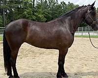 black-mare-for-sale