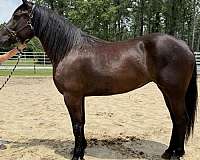 black-quarter-horse-mare