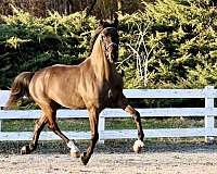 athletic-dutch-warmblood-horse
