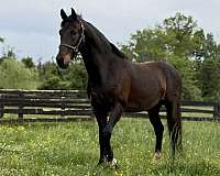dressage-dutch-warmblood-horse