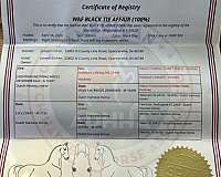 endurance-dutch-warmblood-horse