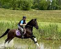 english-pleasure-dutch-warmblood-horse