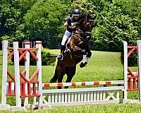equitation-dutch-warmblood-horse