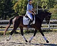 experienced-dutch-warmblood-horse