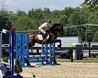 eventing-dutch-warmblood-horse