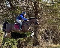 field-trial-dutch-warmblood-horse