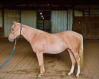 young-prospect-mare