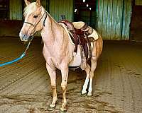 all-quarter-horse