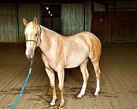 aqha-quarter-horse