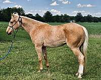 aqha-filly-quarter-horse
