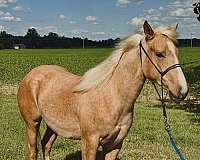 athletic-quarter-horse