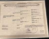 auction-quarter-horse