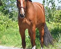 athletic-warmblood-horse