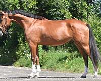 all-around-warmblood-horse