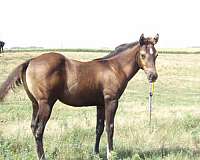 sooty-buckskin-colt