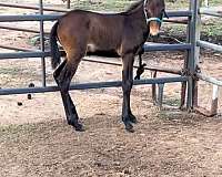 andalusian-mule