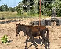 grulla-andalusian-mule-mare