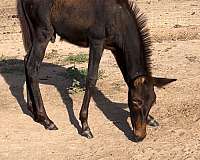grulla-andalusian-mule