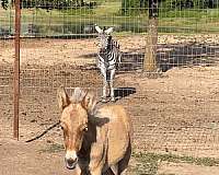 dunalino-pony-filly